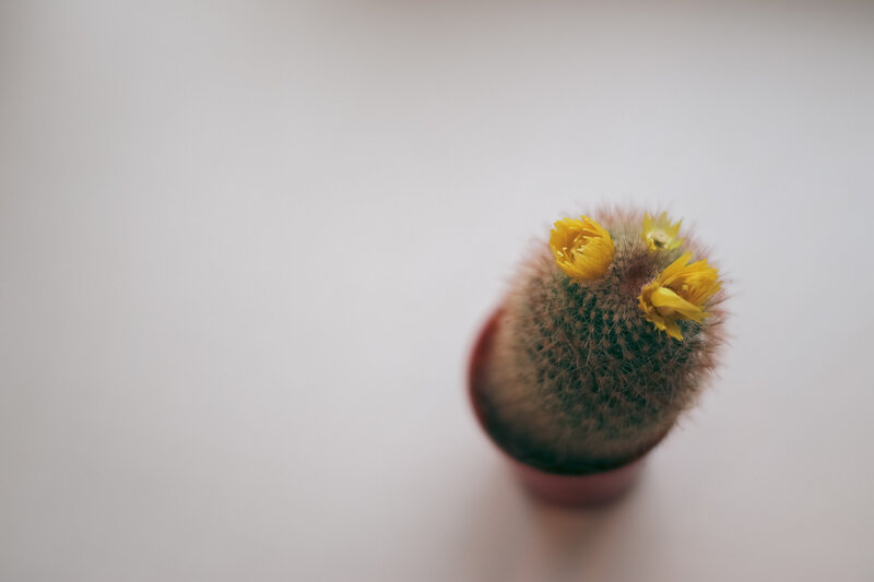 Cactus with yellow flowers