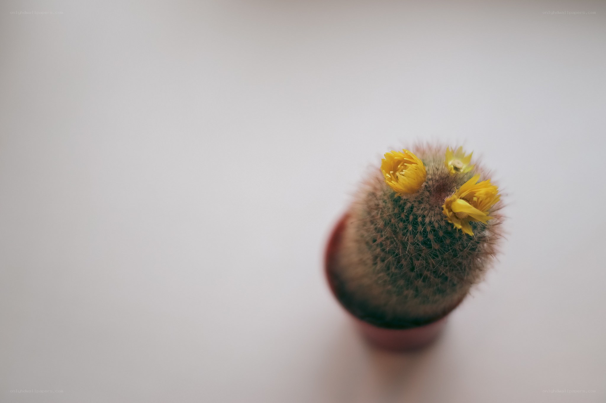 Cactus with yellow flowers