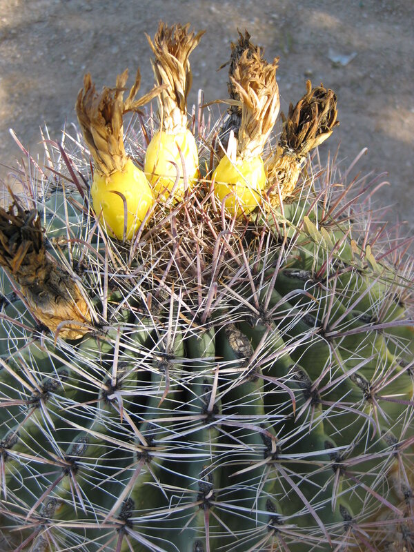 Cactus with yellow fruit