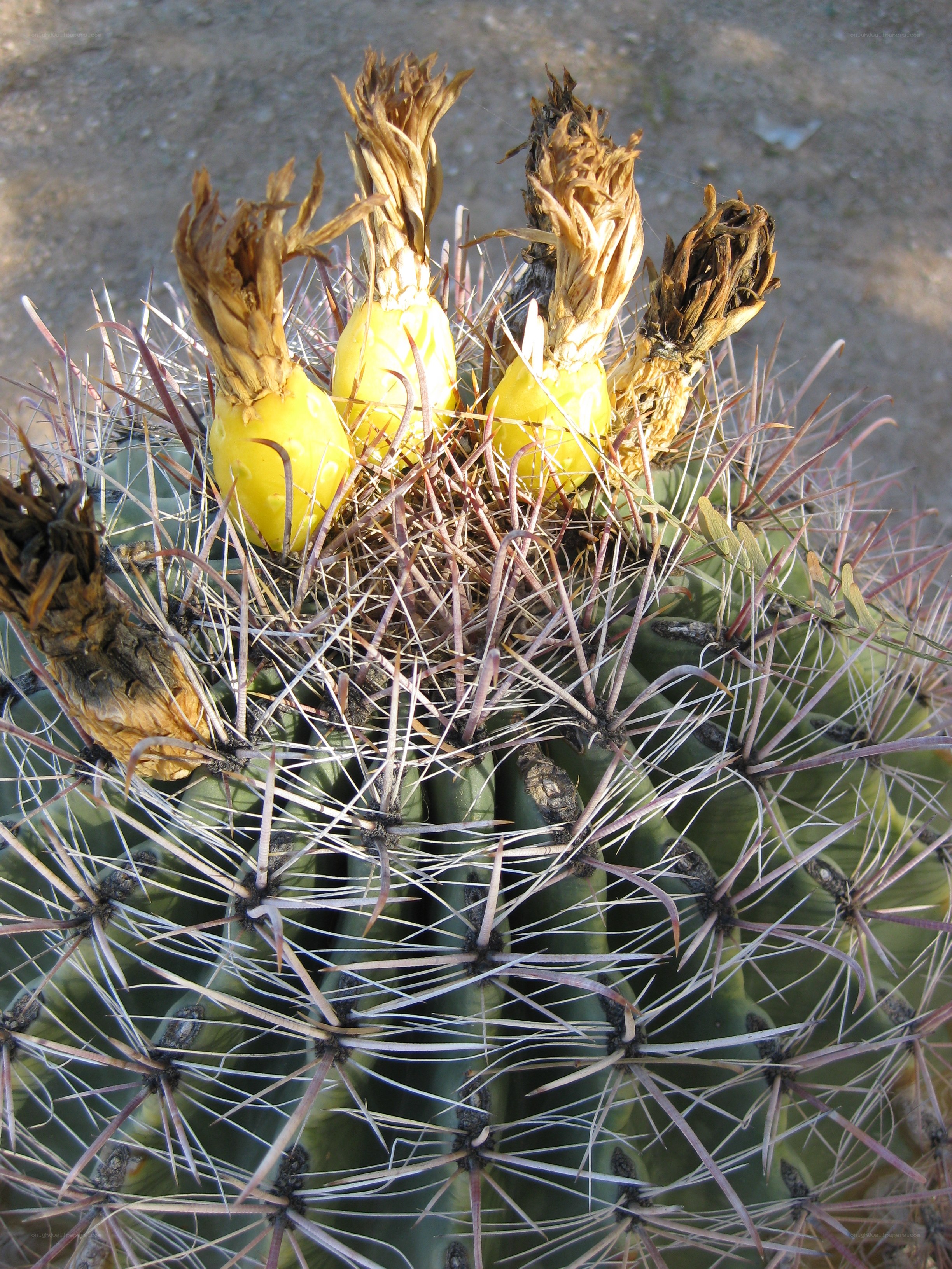 Cactus with yellow fruit