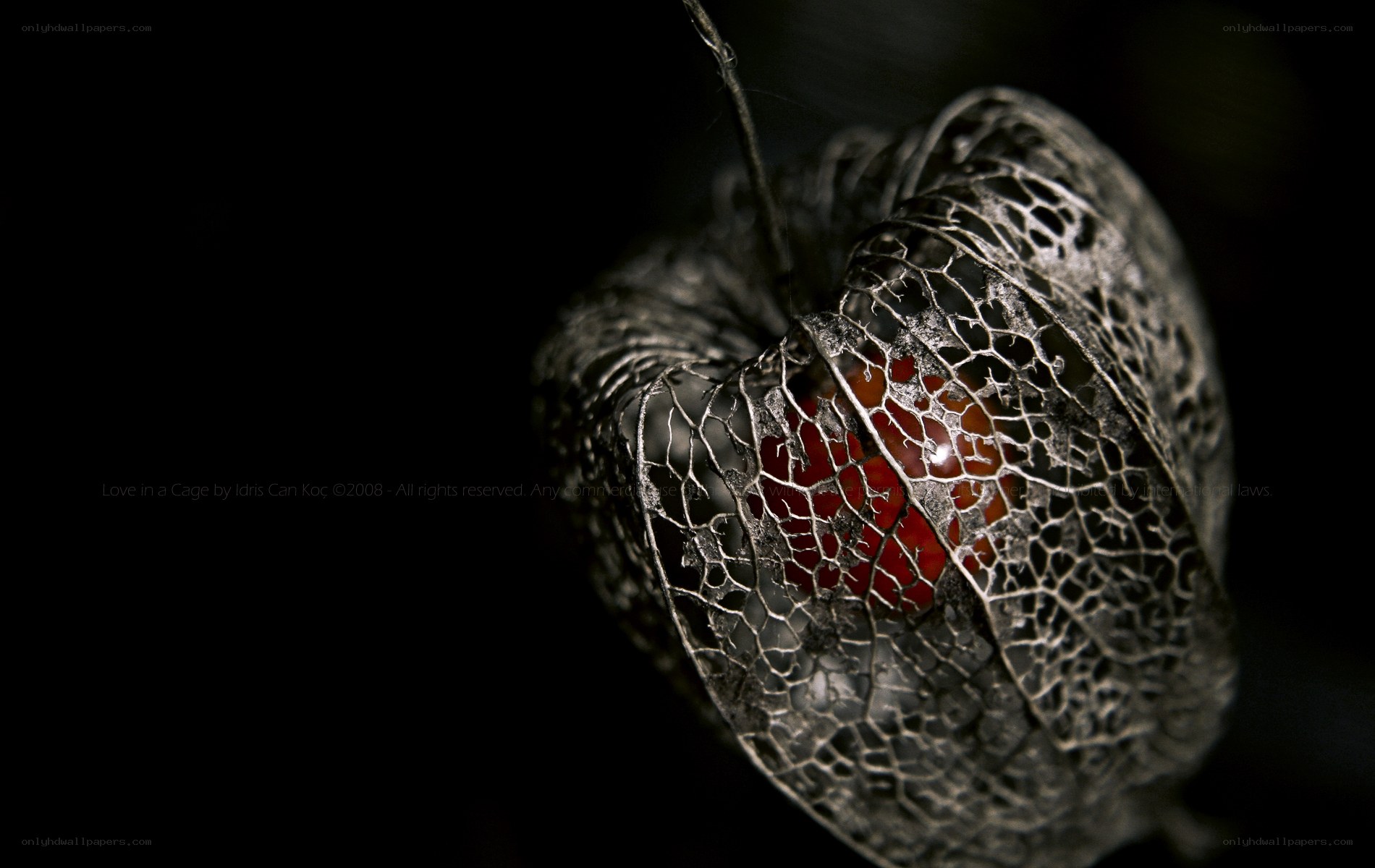 Caged Love