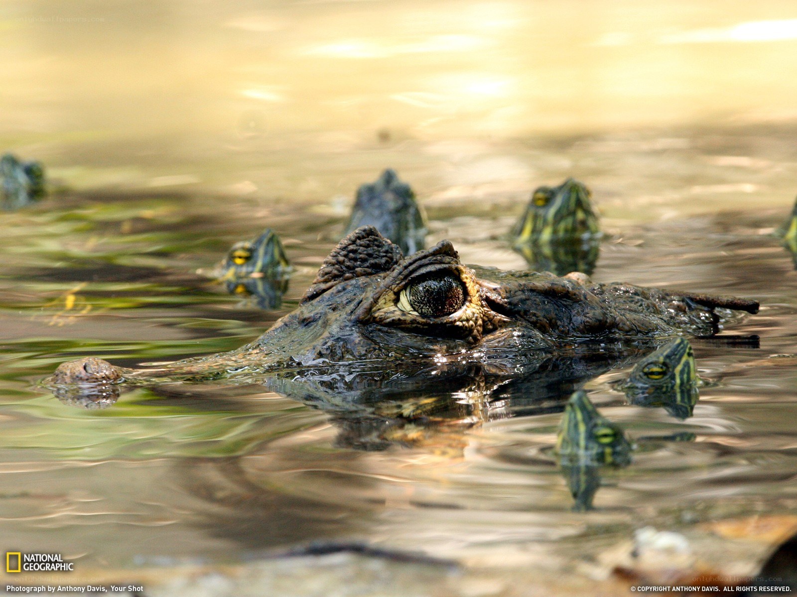 Caiman in the water