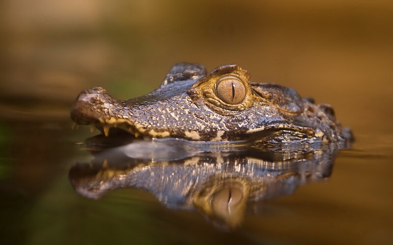 Caiman in the water