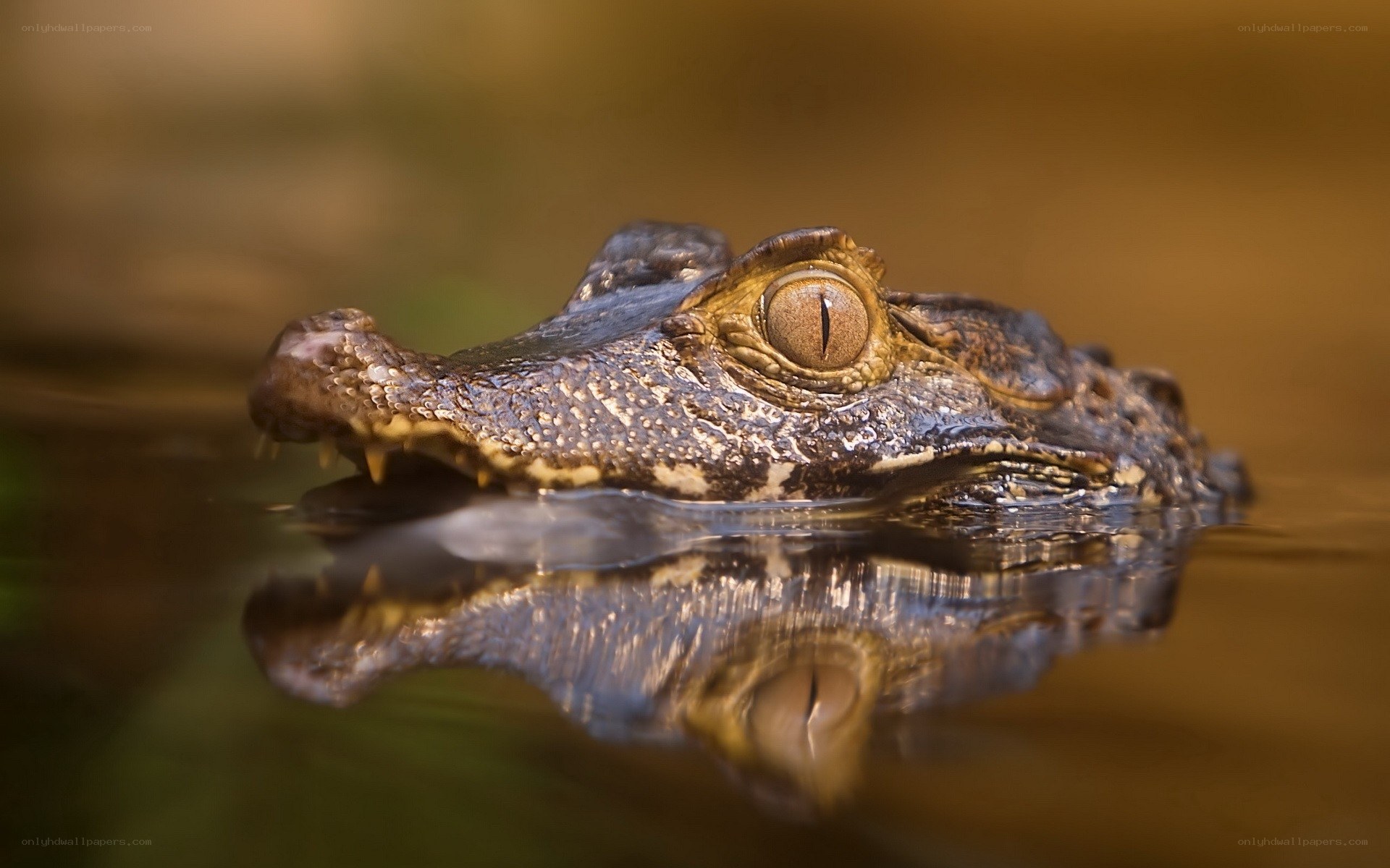 Caiman in the water