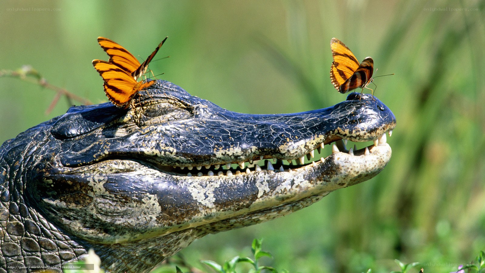 Caiman with butterflies