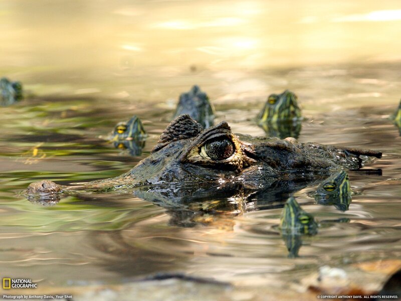 Caimans in Water
