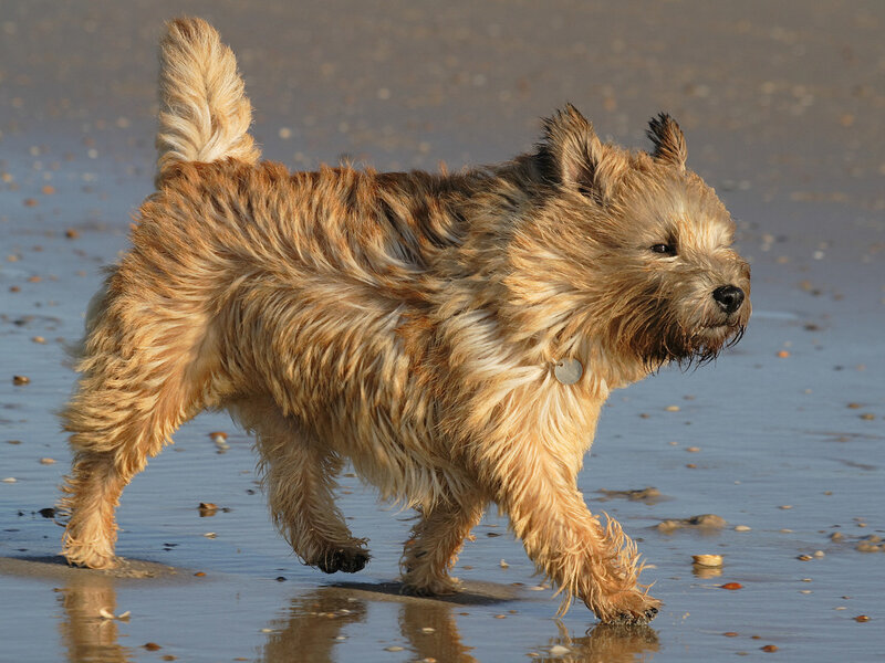 Cairn Terrier Dog — Brown