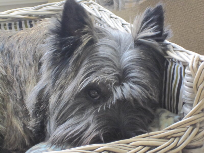 Cairn Terrier Dog — Gray