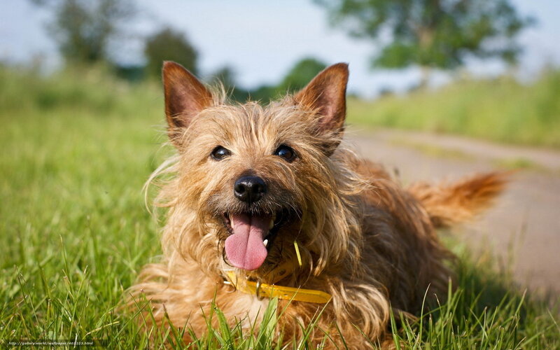 Cairn Terrier Dog — Green, Calm, Afternoon