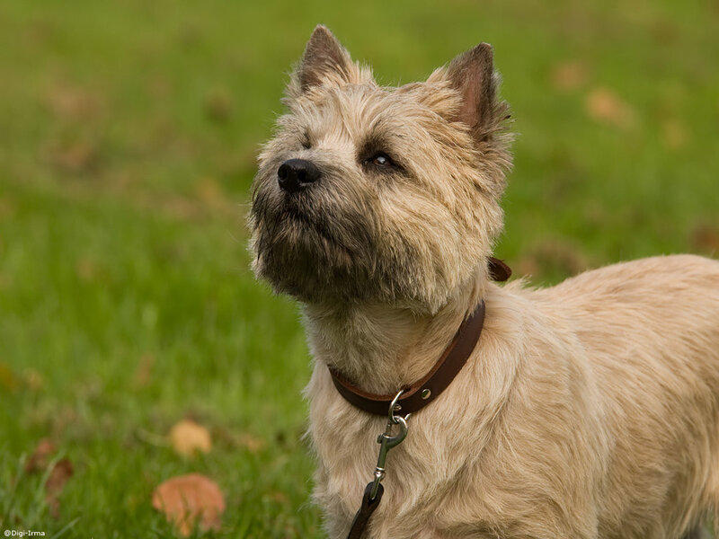 Cairn Terrier Dog — Green, Calm