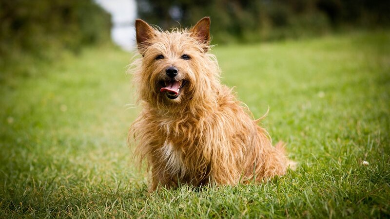 Cairn Terrier Dog — Green, Happy
