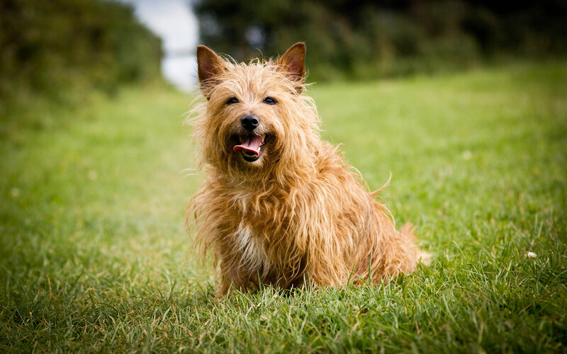 Cairn Terrier Dog — Green
