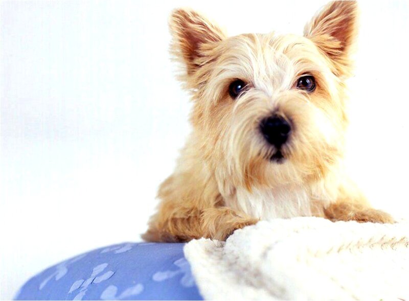 Cairn Terrier Dog