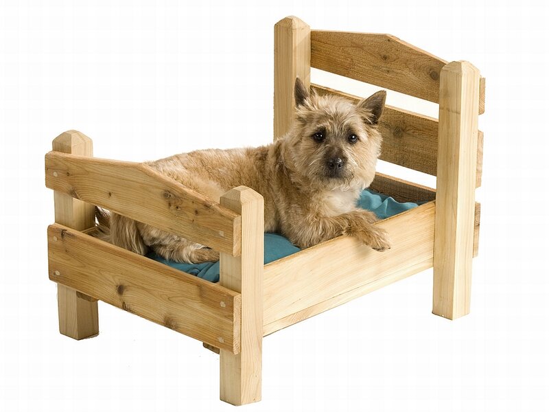 Cairn Terrier in Bed