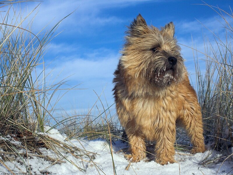 Cairn Terrier in Snow — Blue