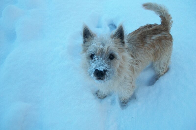 Cairn Terrier in Snow