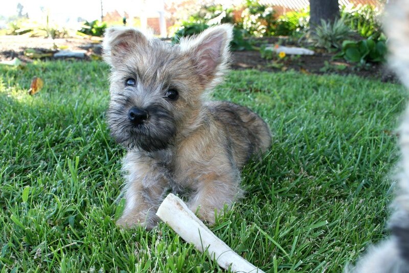 Cairn Terrier puppy on grass