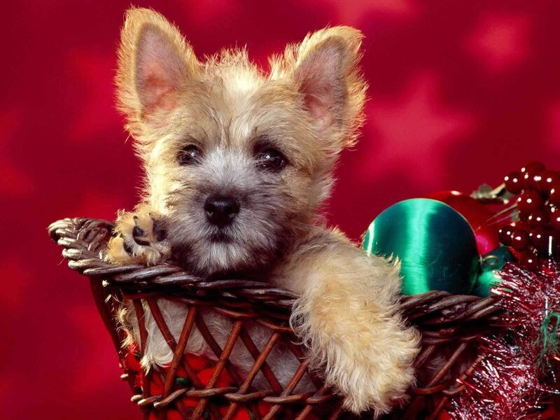 Cairn Terrier Puppy — Red, Festive