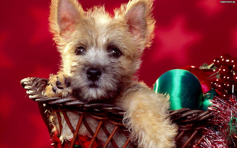 Cairn Terrier Puppy — Red