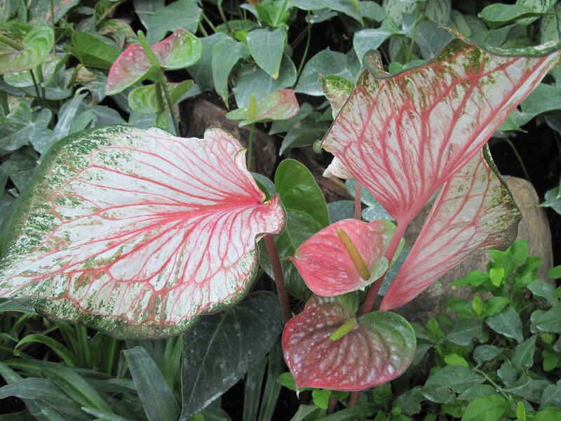 Caladium and Anthurium Plants