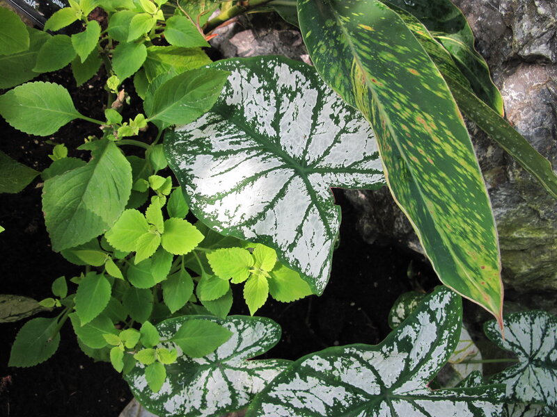 Caladium and Coleus Plants