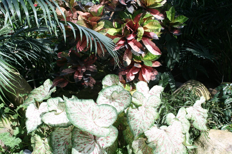 Caladium and Croton Plants