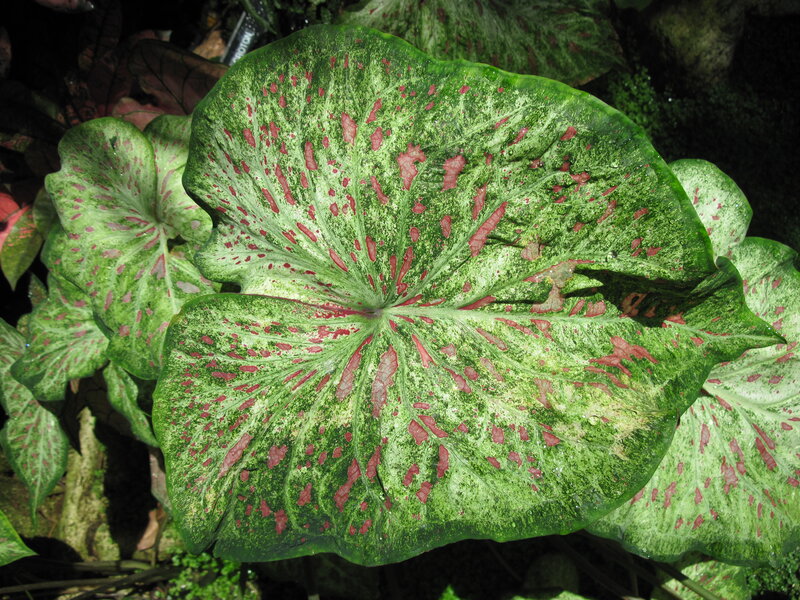 Caladium Leaf Pattern — Green, Natural, Photograph, Plant