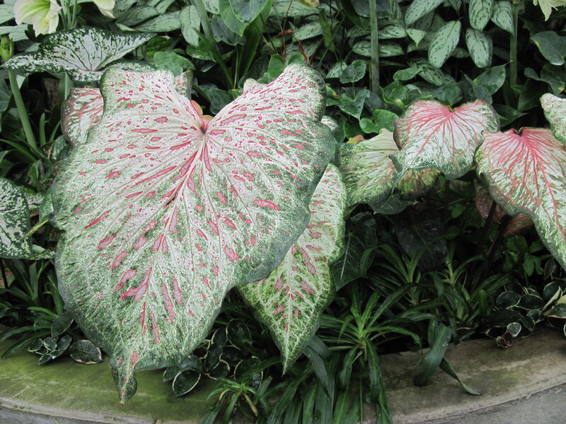 Caladium Leaf Pattern — Green, Natural, Photograph