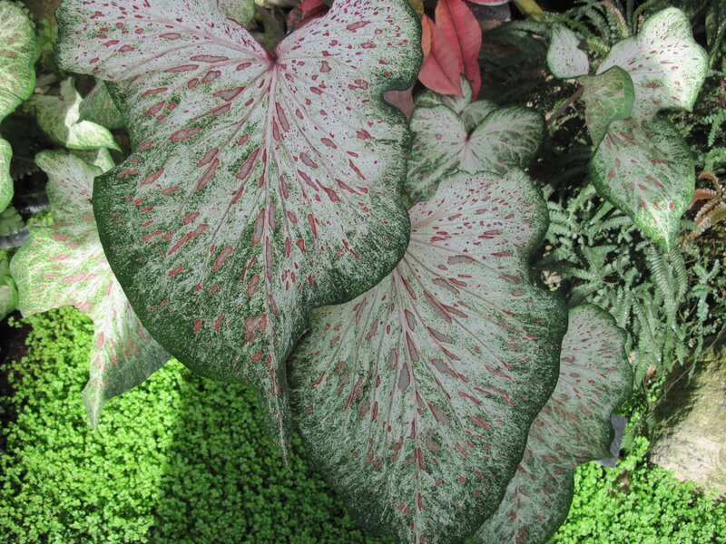 Caladium Leaf Pattern — Green