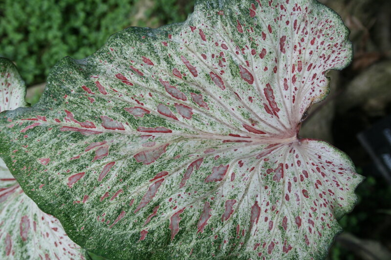 Caladium Leaf Pattern