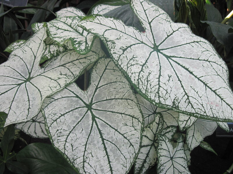 Caladium Leaf Pattern — White