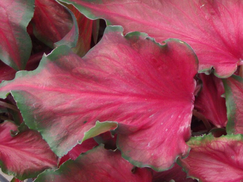 Caladium Leaf — Red