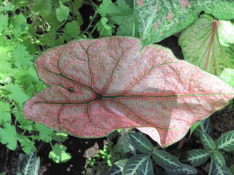 Caladium Leaf