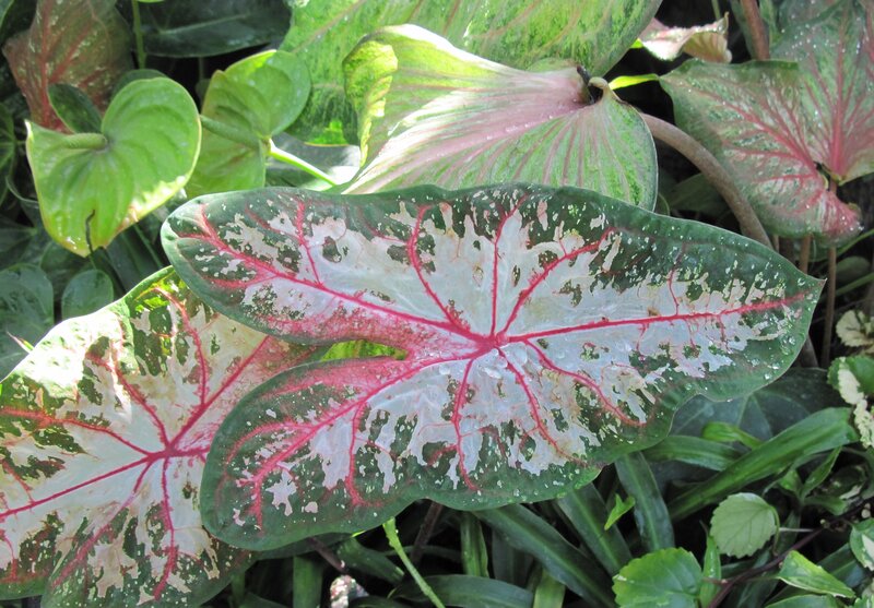 Caladium Leaf with Red Veins