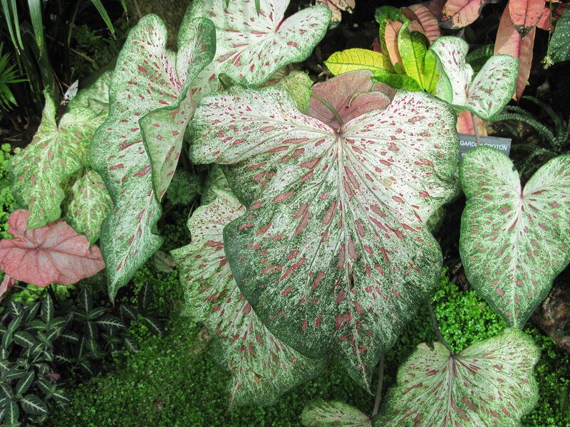 Caladium Leaves — Green