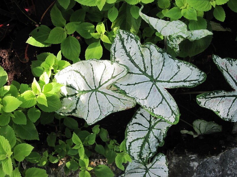 Caladium Leaves in Garden