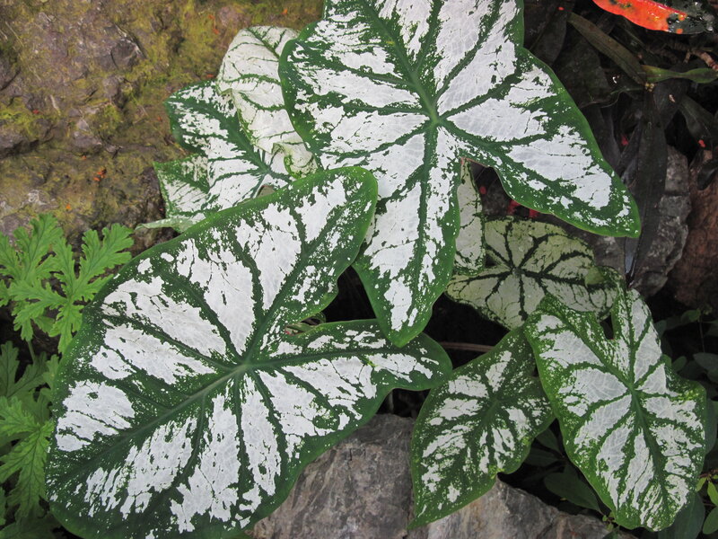 Caladium Leaves