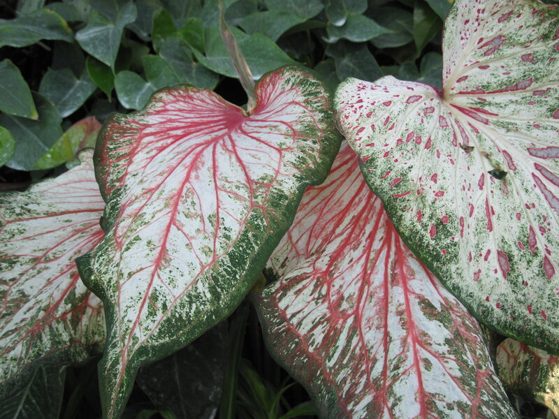 Caladium Leaves — White