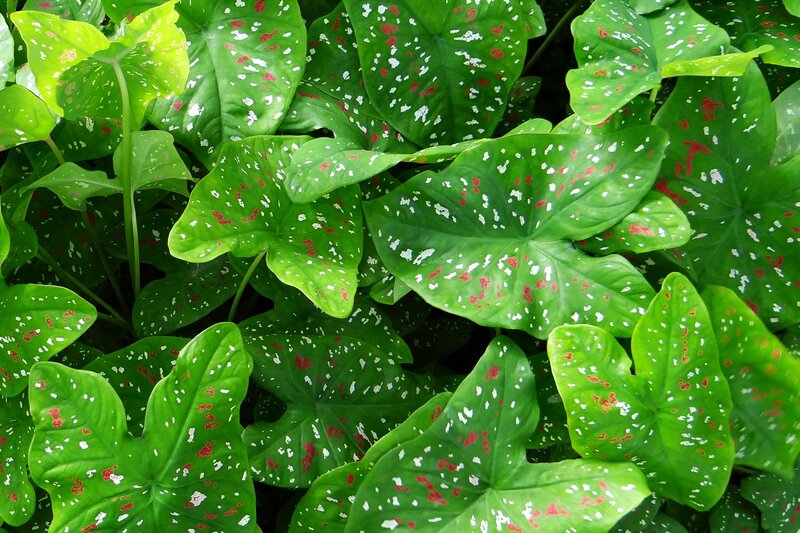 Caladium Plant Leaves — Green
