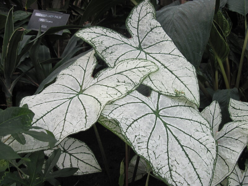 Caladium Plant Leaves