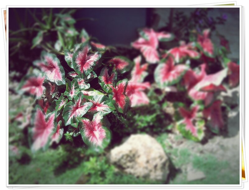 Caladium Plants in Garden