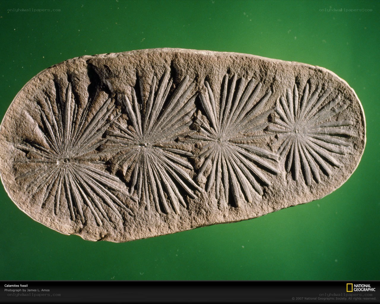 Calamites fossil