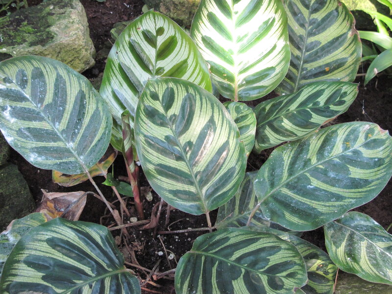 Calathea Plant Leaves — Green