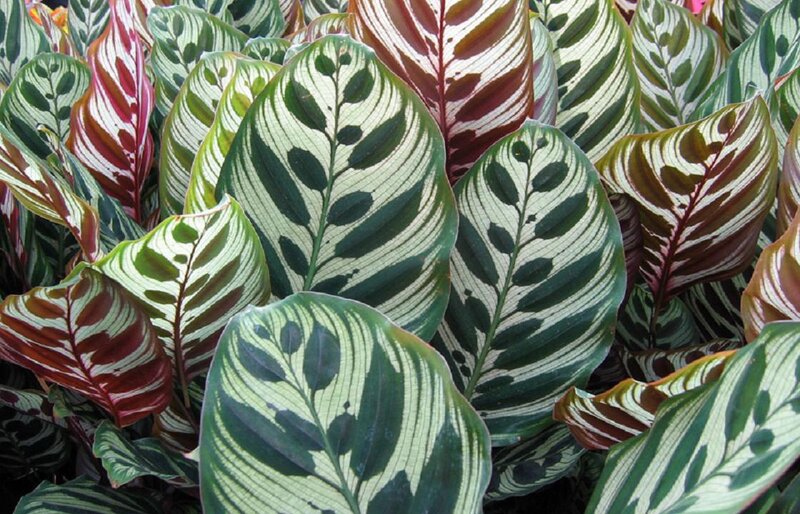 Calathea Plant Leaves