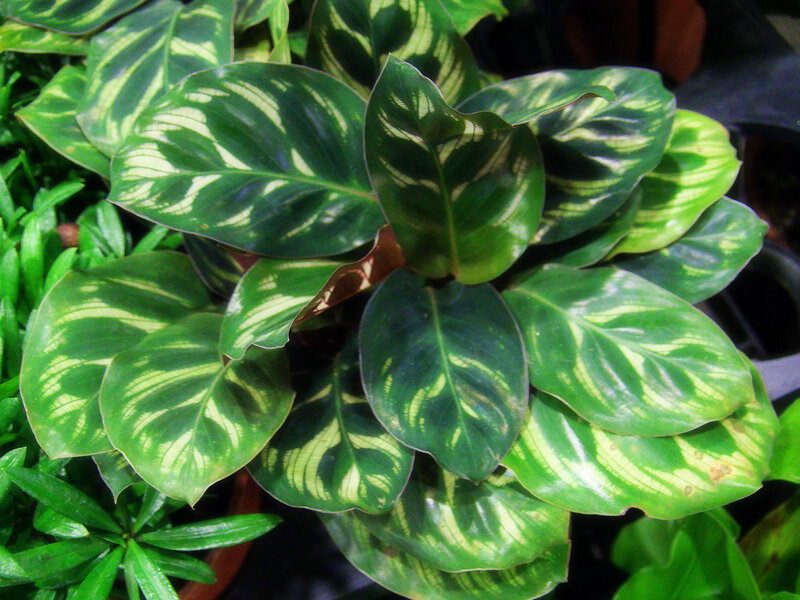 Calathea Plant with Variegated Leaves