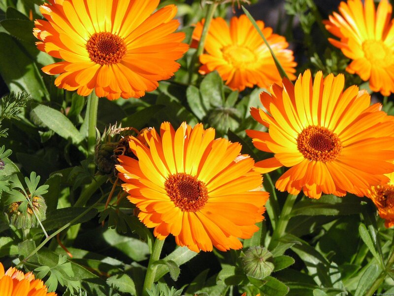 Calendula Flowers in Bloom