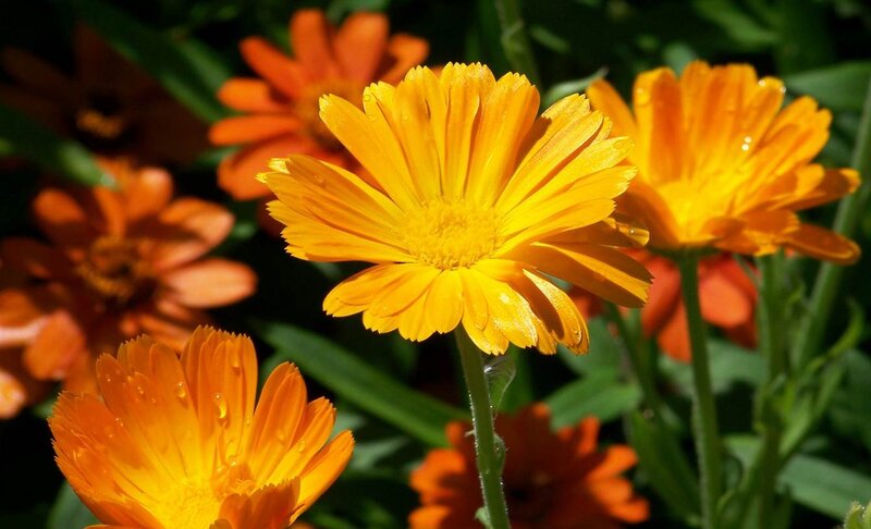 Calendula Flowers in Bloom — Yellow
