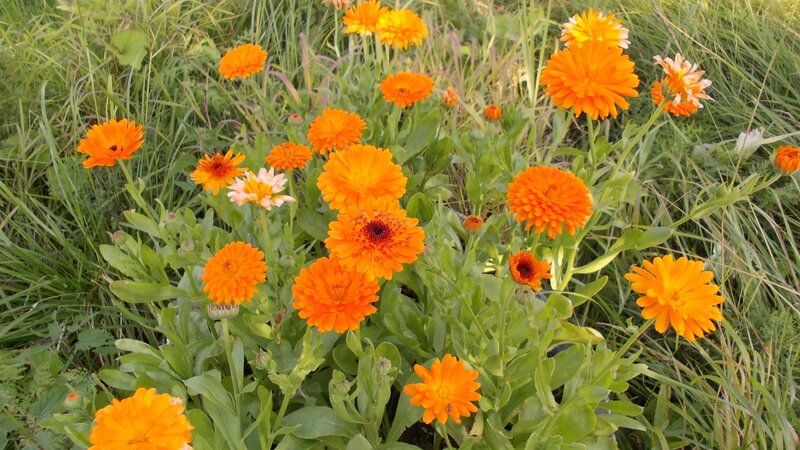 Calendula Flowers in Field — Orange