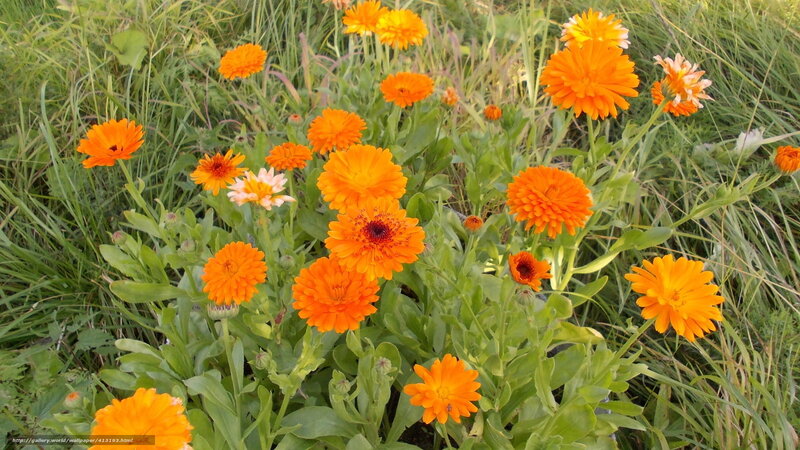Calendula Flowers in Field