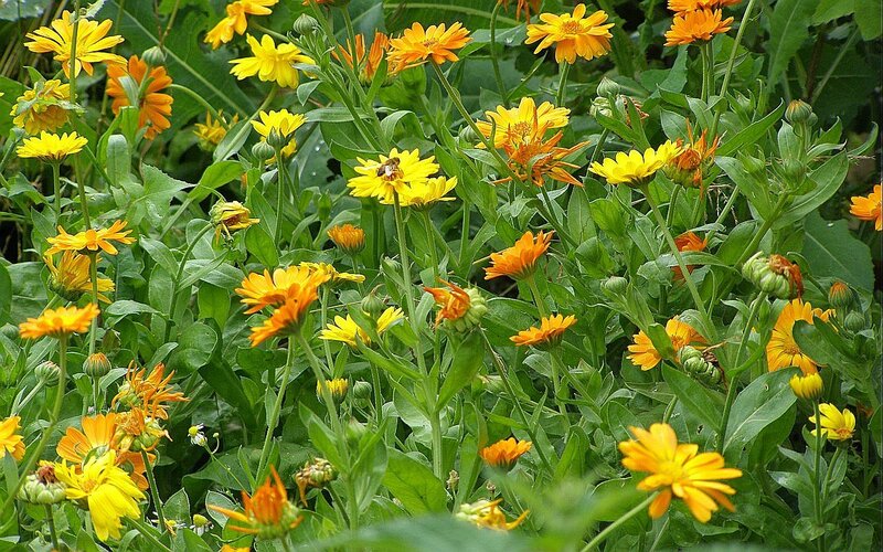 Calendula Flowers in Garden